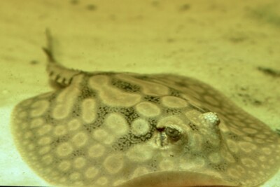 raya cururú Potamotrygonidae