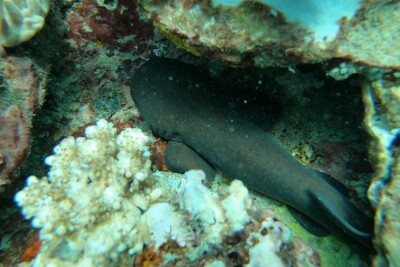 tiburón nodriza de cola corta Ginglymostomatidae