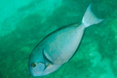 poisson-chirurgien à pectorale blanche Acanthuridae