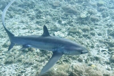 tiburón zorro pelágico alopiidae