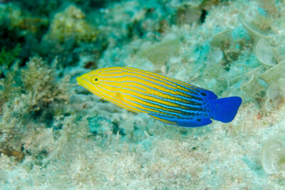 Anampses femininus Labridae