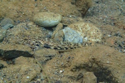 gobie de Guam Gobiidae