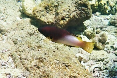 Bodianus axillaris Labridae