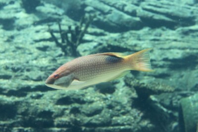 crescent banded hogfish Labridae