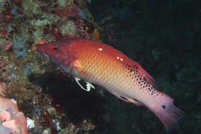 labre de Diane Labridae