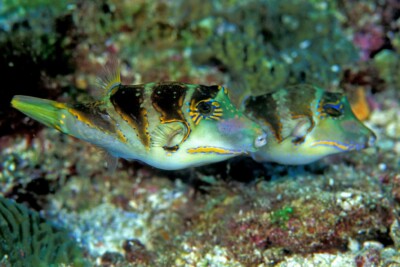 canthigaster Couronné du Pacifique Tetraodontidae