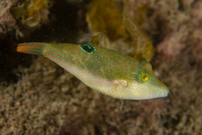 canthigaster de Bennett Tetraodontidae