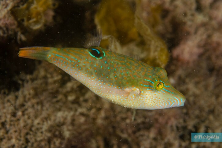 Canthigaster bennetti