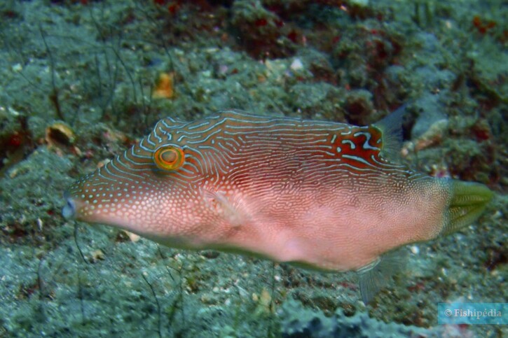 Canthigaster compressa