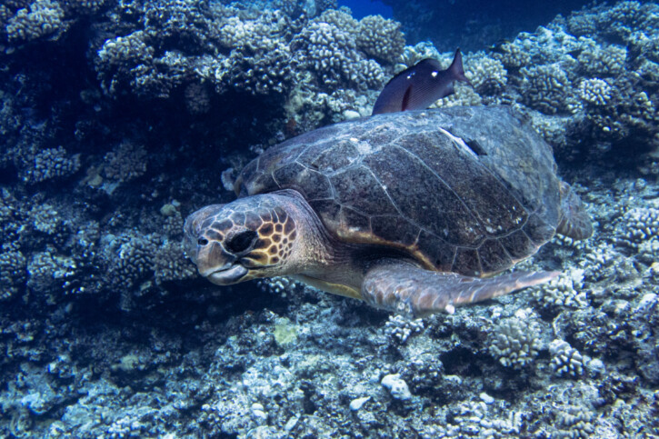 Caretta picture