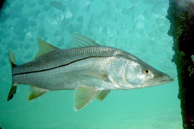 robalo blanco Centropomidae