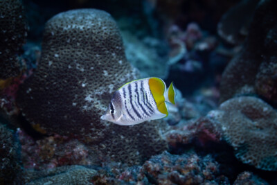 pez mariposa de Merten Chaetodontidae