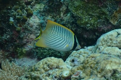 Chaetodon trifascialis Chaetodontidae