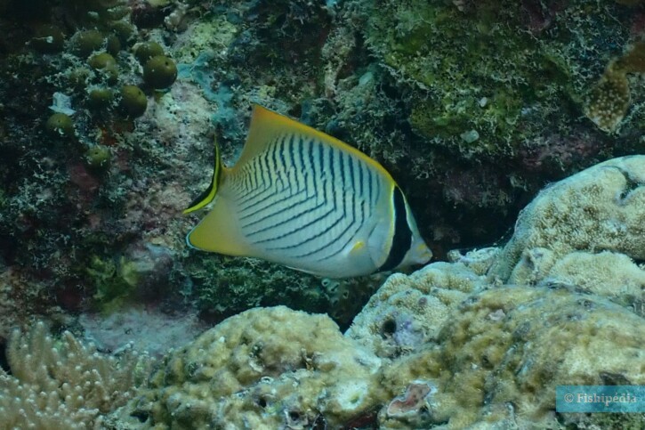 Chaetodon trifascialis