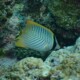 picture of Chaetodon trifascialis