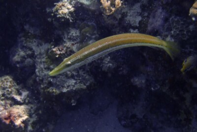 Cheilio inermis Labridae