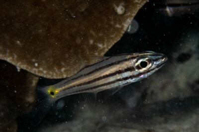 apogon à cinq lignes Apogonidae