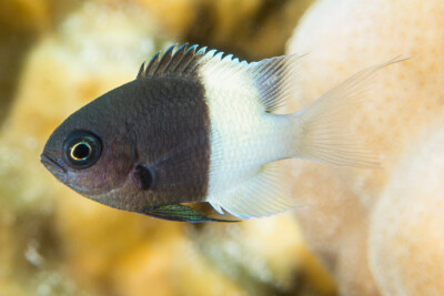 castagnole bicolore Pomacentridae