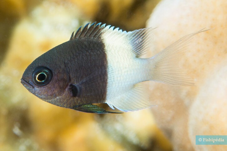 Chromis dimidiata