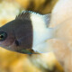 picture of Chromis dimidiata