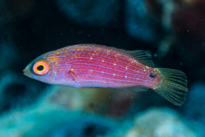 Cirrhilabrus exquisitus Labridae