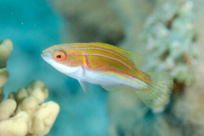 magenta-streaked wrasse Labridae