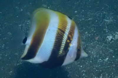 coradion à grandes nageoires Chaetodontidae