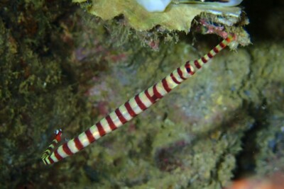 syngnathe de Nouvelle-Calédonie Syngnathidae