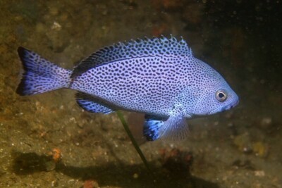 mérou bleu Epinephelidae