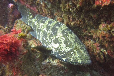 mérou de Malabar Serranidae