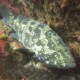 picture of Epinephelus malabaricus