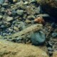 picture of Glossogobius illimis