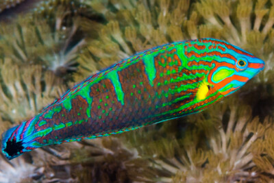 Halichoeres melanurus Labridae