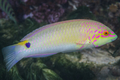 Halichoeres trimaculatus Labridae