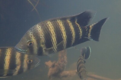 tilapia cebra Cichlidae