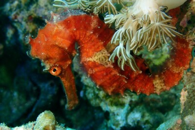 Hippocampus semispinosus Syngnathidae