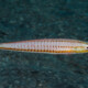 picture of Hologymnosus doliatus