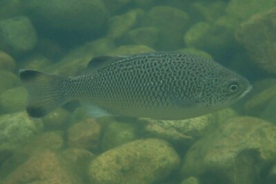 doule de roche Kuhliidae