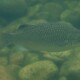 picture of Kuhlia rupestris