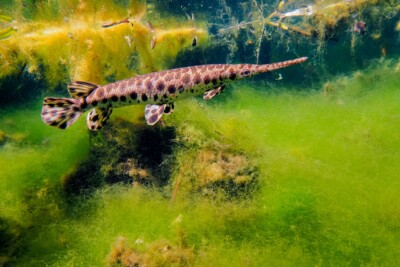 Lepisosteus oculatus Lepisosteidae