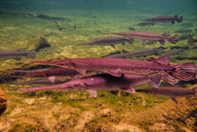 Lepisosteus osseus Lepisosteidae