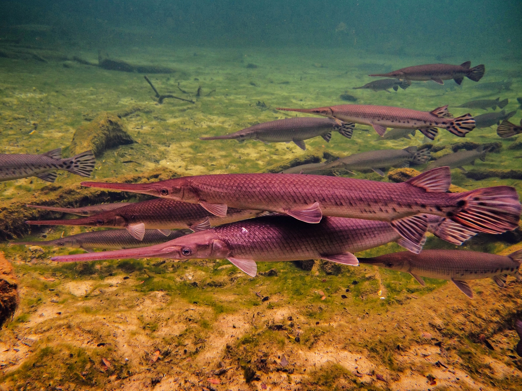 Lepisosteus osseus