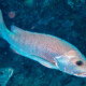 picture of Lutjanus argentimaculatus