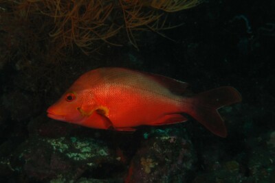 vivaneau-pagaie Lutjanidae