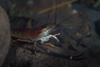 crevette bouquet singe Palaemonidae