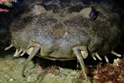 requin tapis occidental Orectolobidae