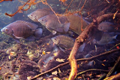 tilapia bleu Cichlidae
