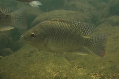 tilapia del nilo Cichlidae