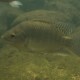 picture of Oreochromis niloticus