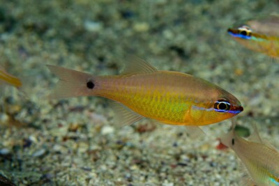 poisson cardinal du Capricorne Apogonidae